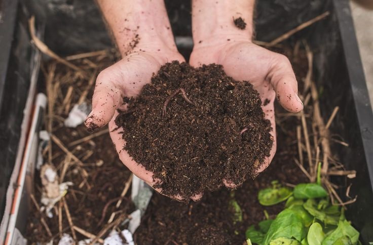 vermicompost almost guarantees a thriving garden here's how to get it